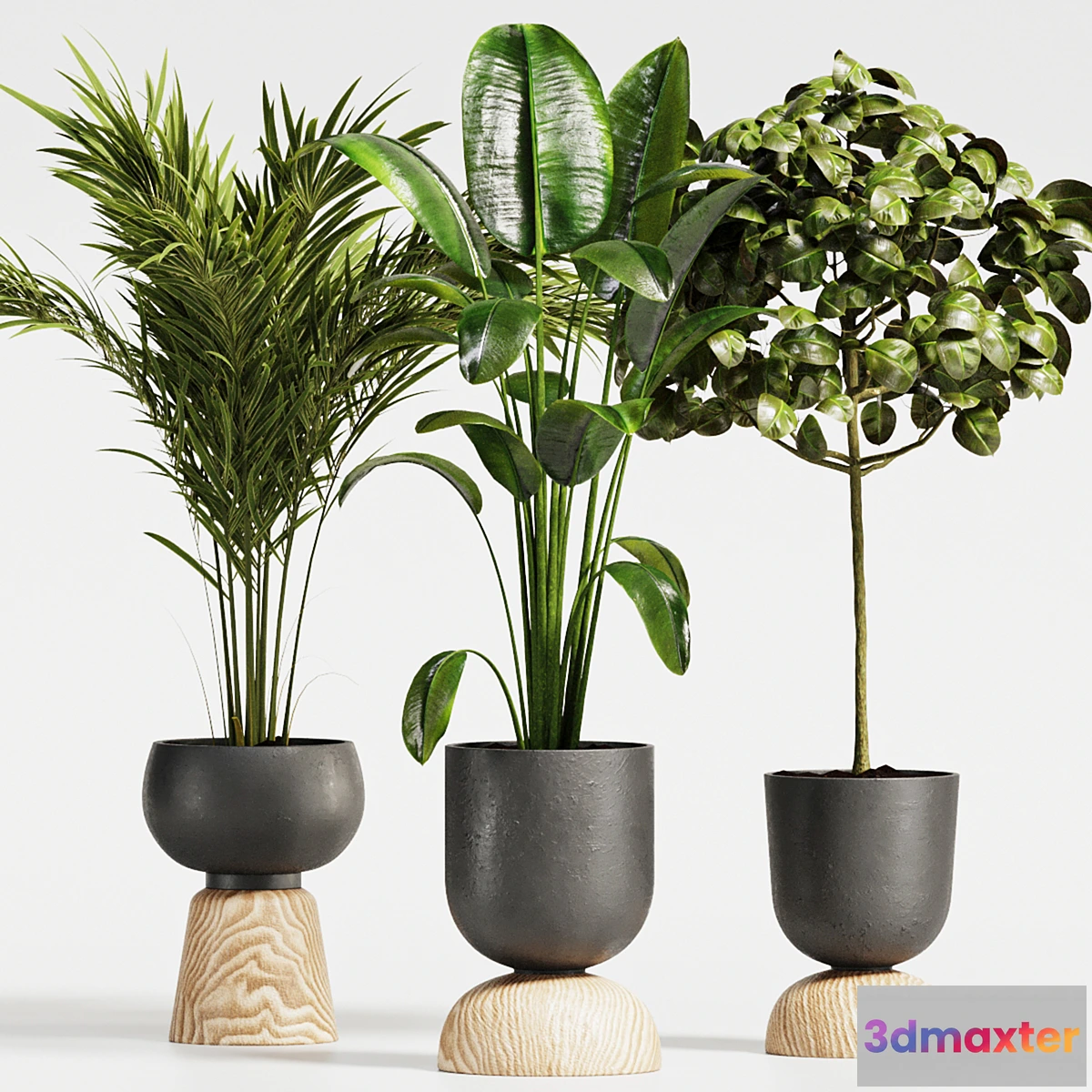 687586 - Plant Collection018 Ficus and Palm - No.2