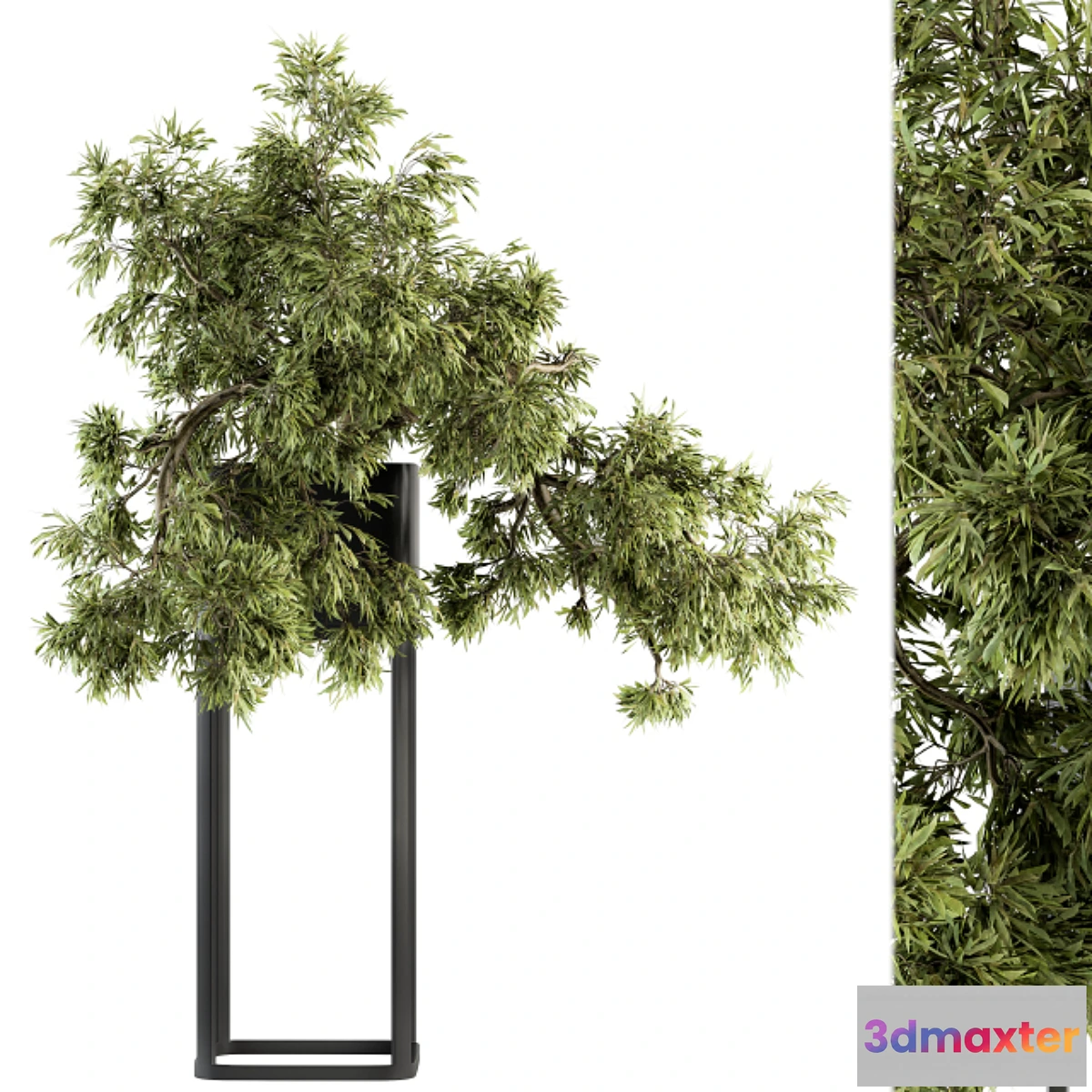 687590 - indoor Plant Set 237 - Bonsai in Pot - No.2