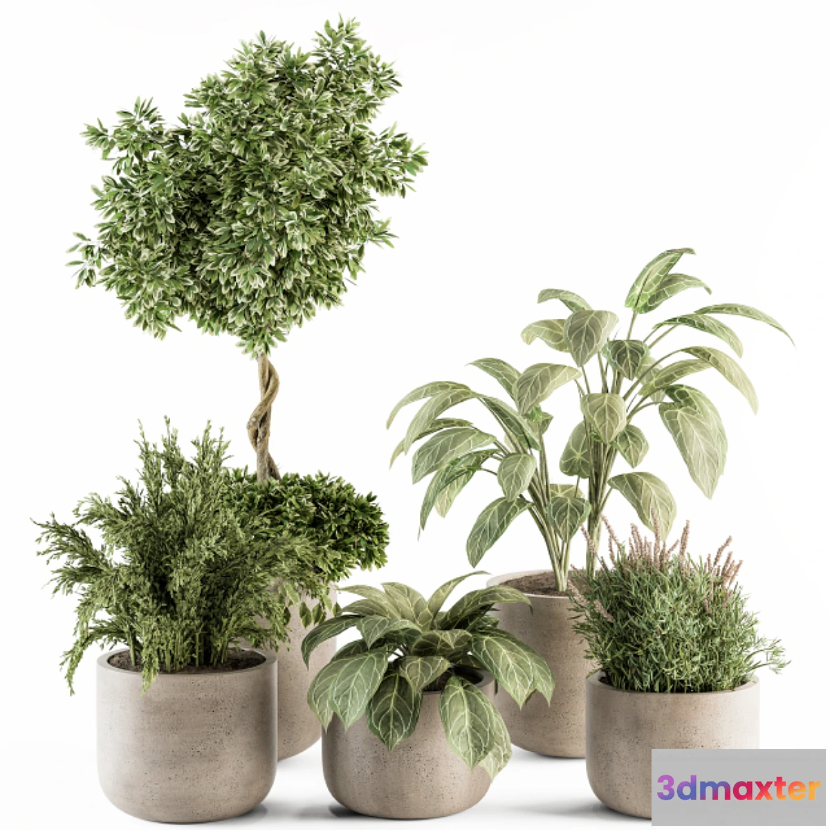 687592 - indoor Plant Set 247 - Plant Set in Pot