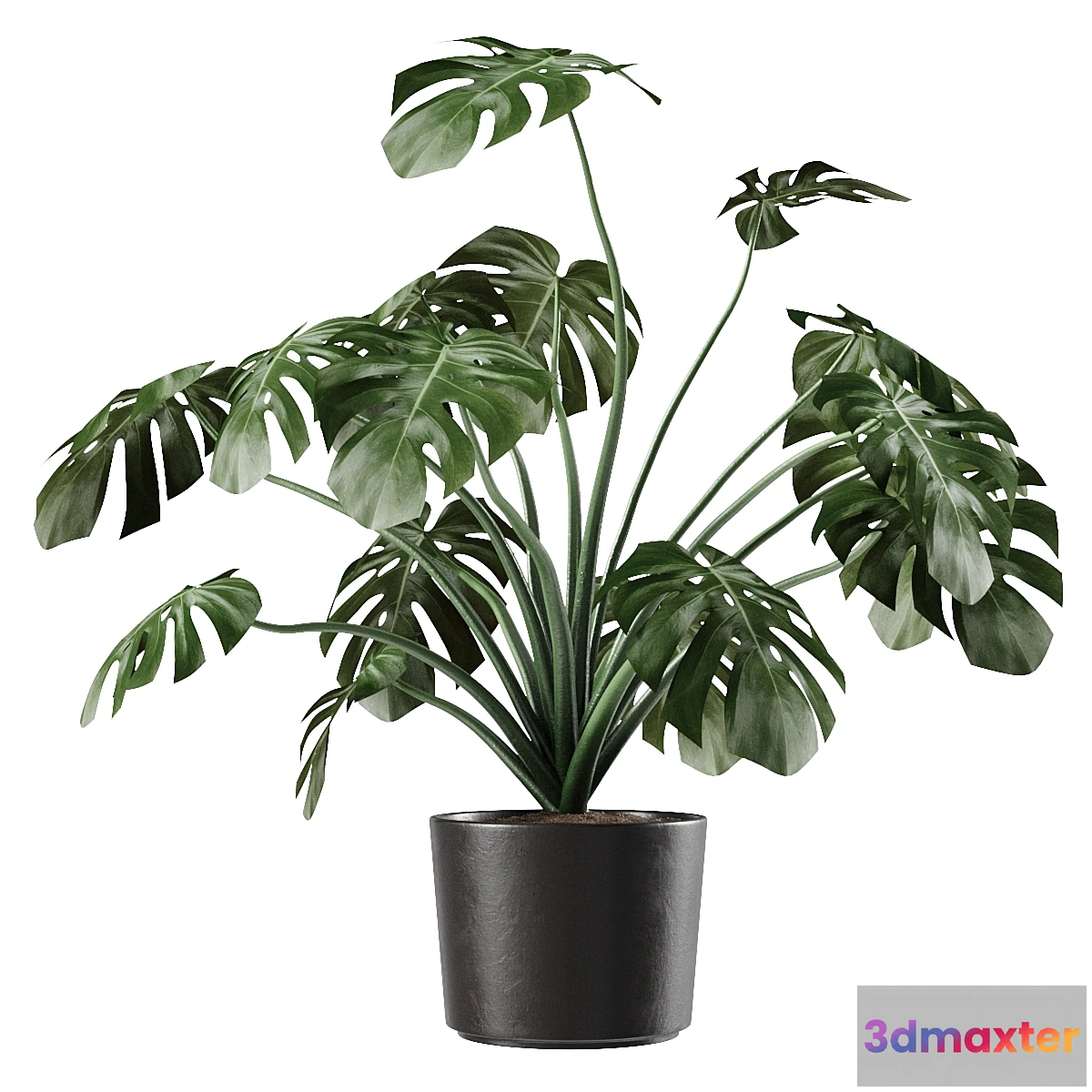 687600 - Monstera Deliciosa Vase Plant - No.2