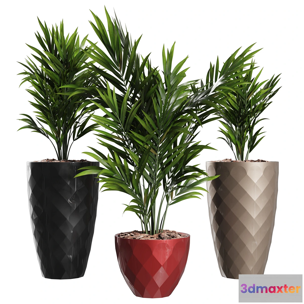 687604 - Howea Forsteriana Vase Plant - No.2