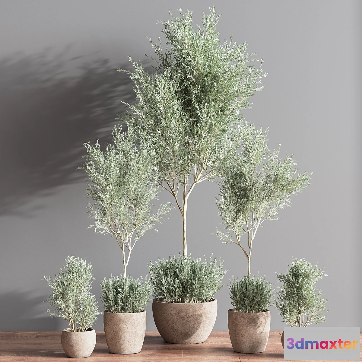 687612 - Indoor_Plant_olive_Set_07