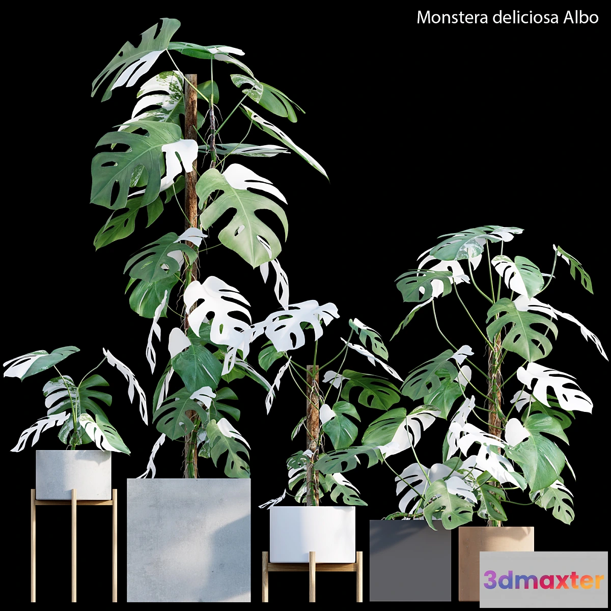 687618 - Monstera deliciosa Albo - Var