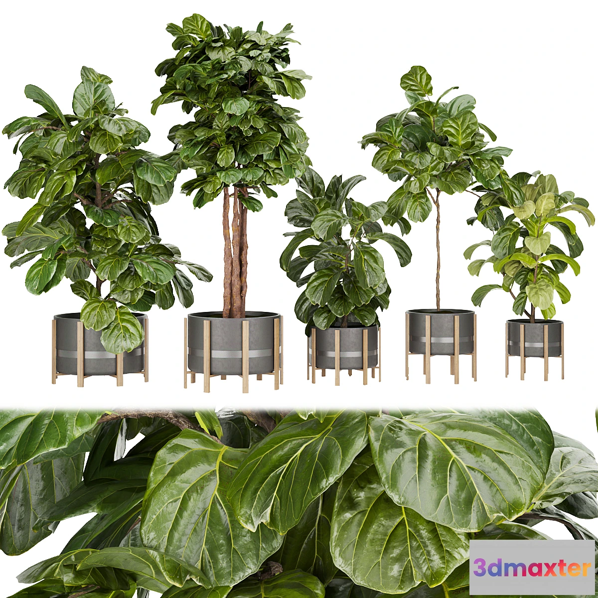 687646 - Collection plant vol 270 - fiddle - indoor - leaf - fig