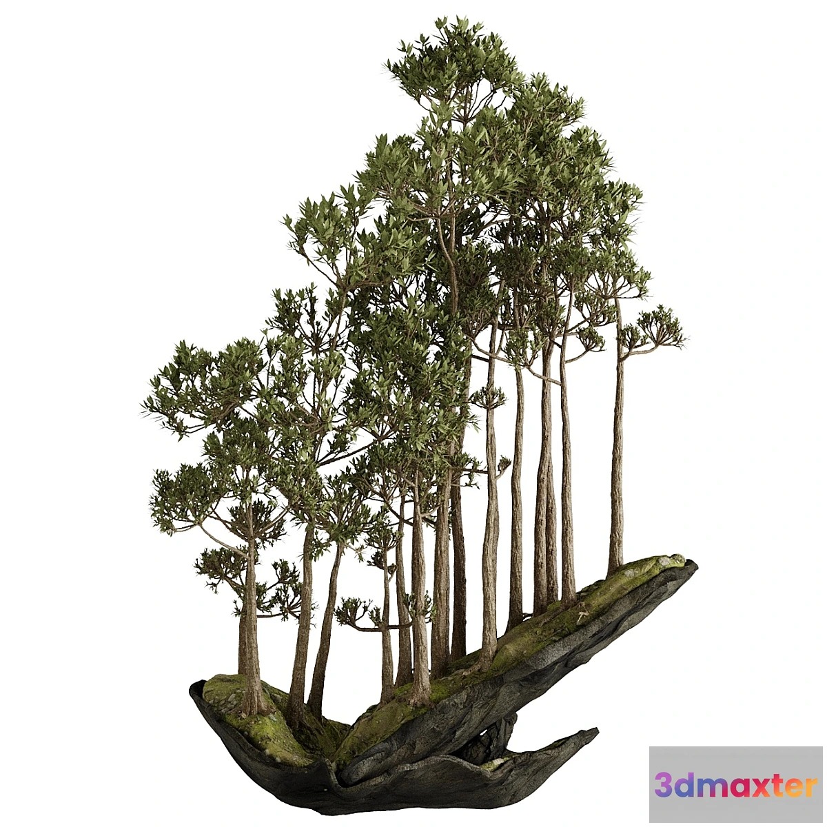 687650 - Bonsai 2 - No.3