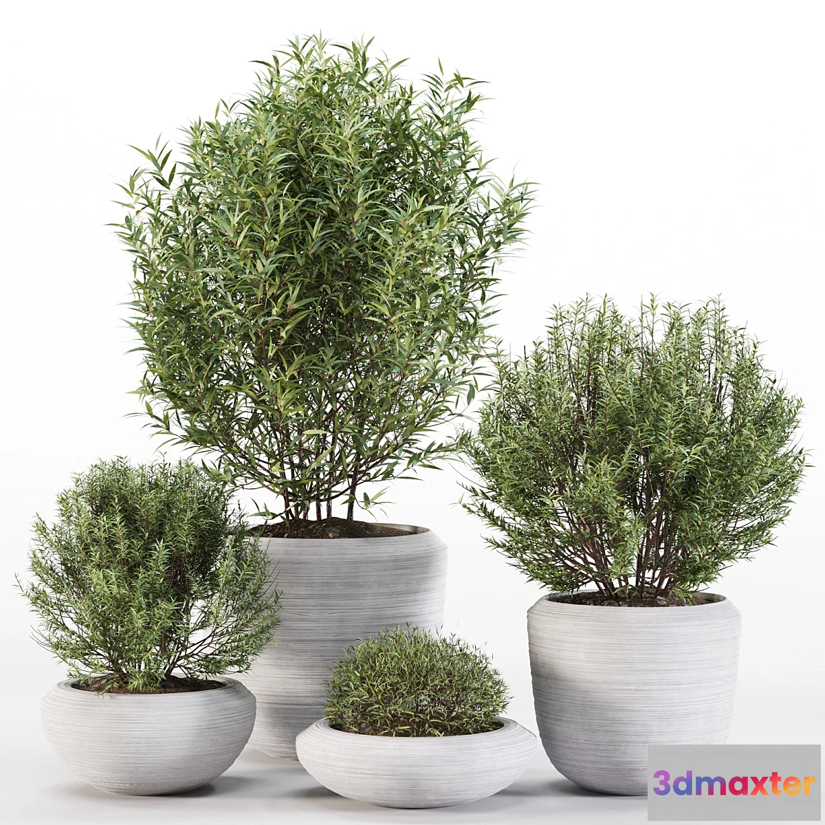 687658 - 4 Pot Rosemary