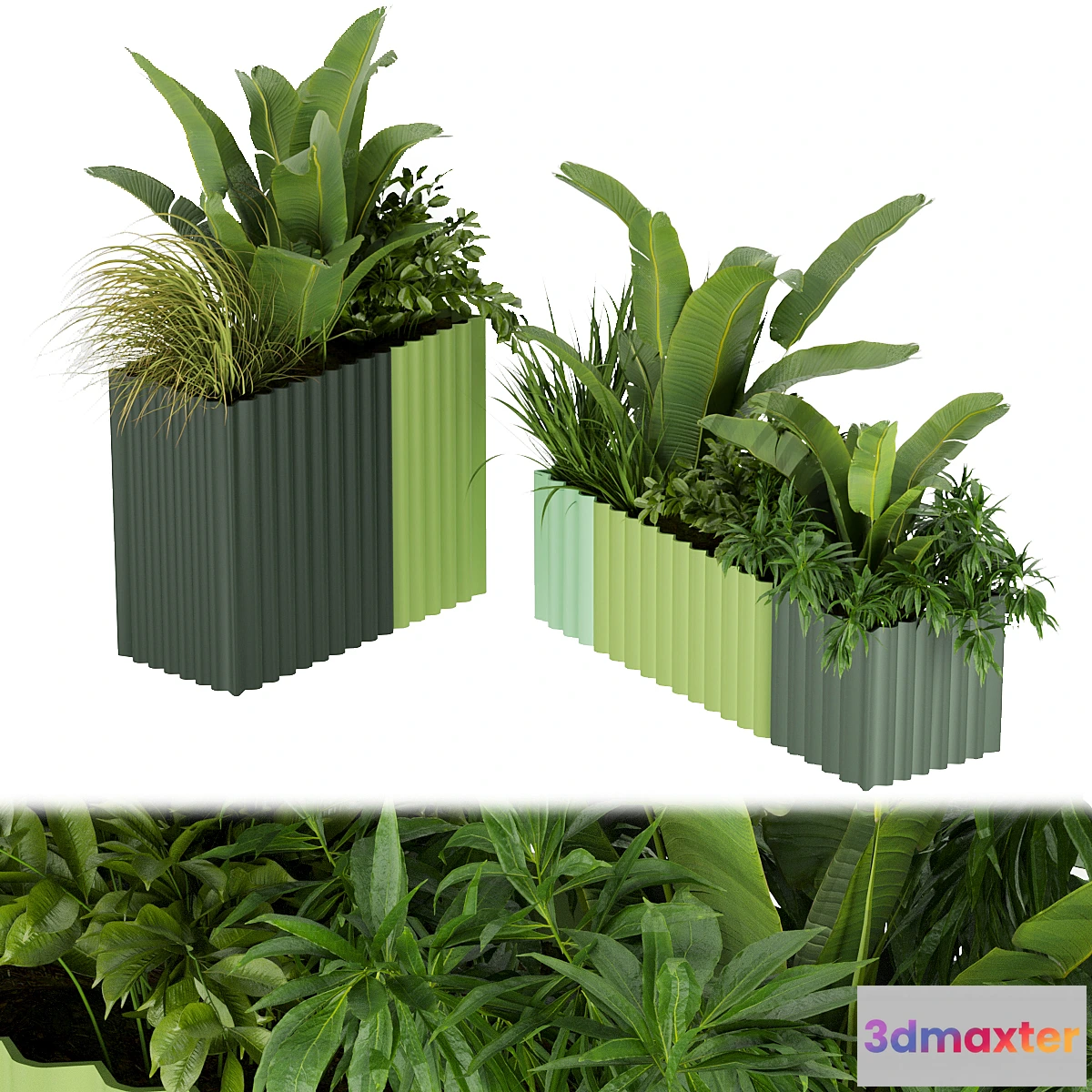 687668 - Collection plant vol 318 - banana - indoor - leaf - No.2