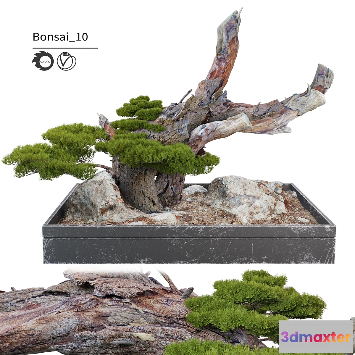 687676 - Bonsai plant_10
