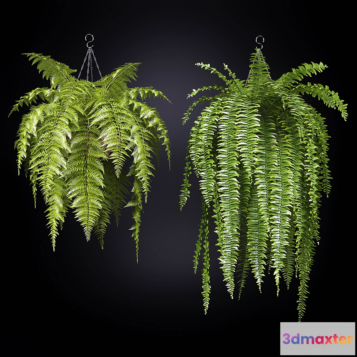 687702 - Fern (fern)
