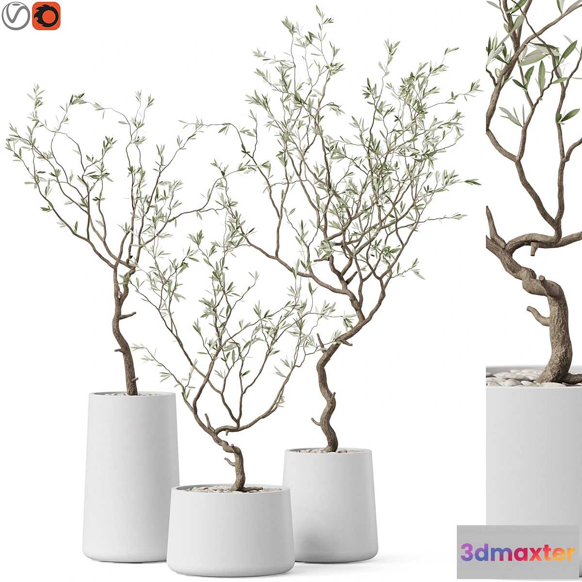 687710 - Plants collection 887