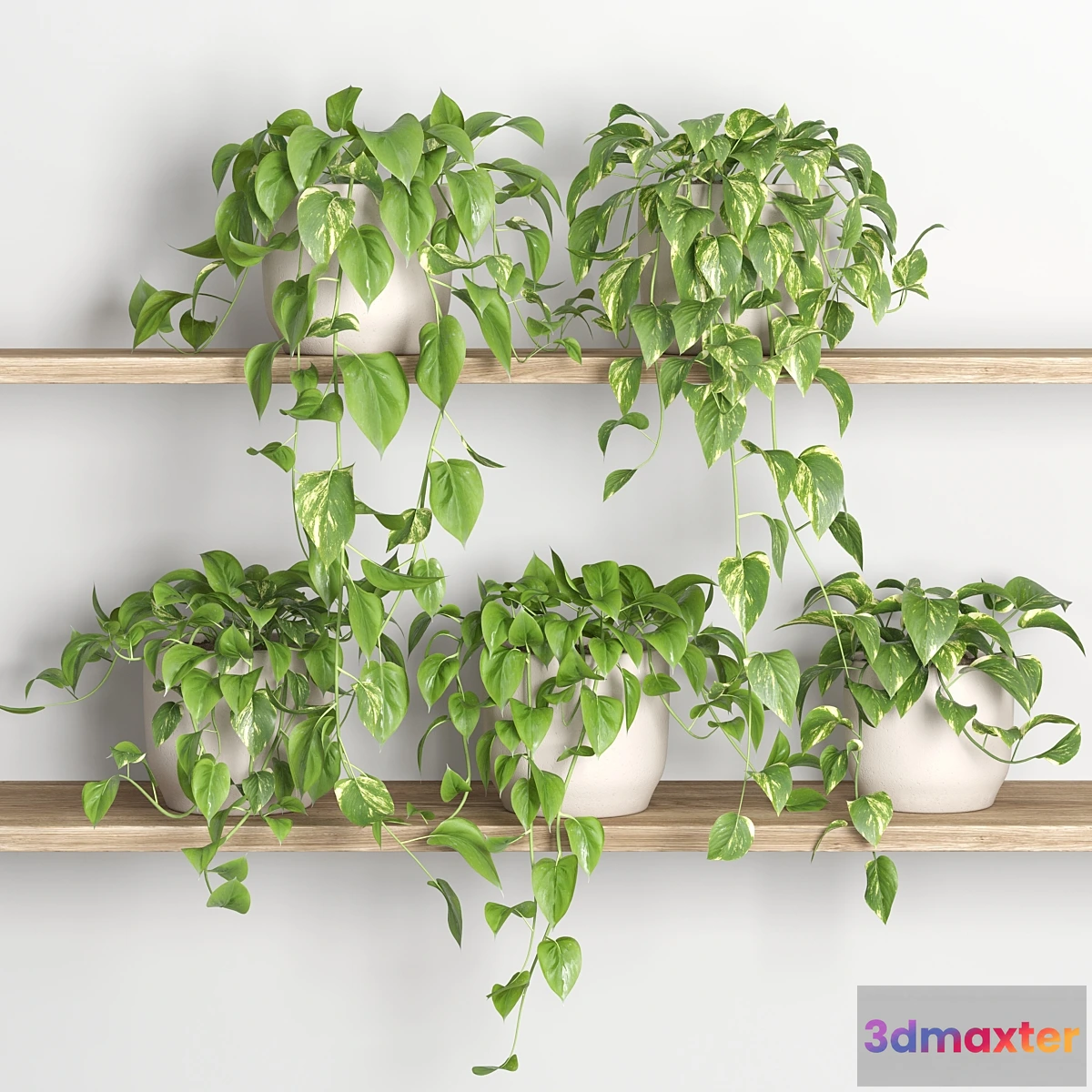 687712 - hanging plants on shelf 3