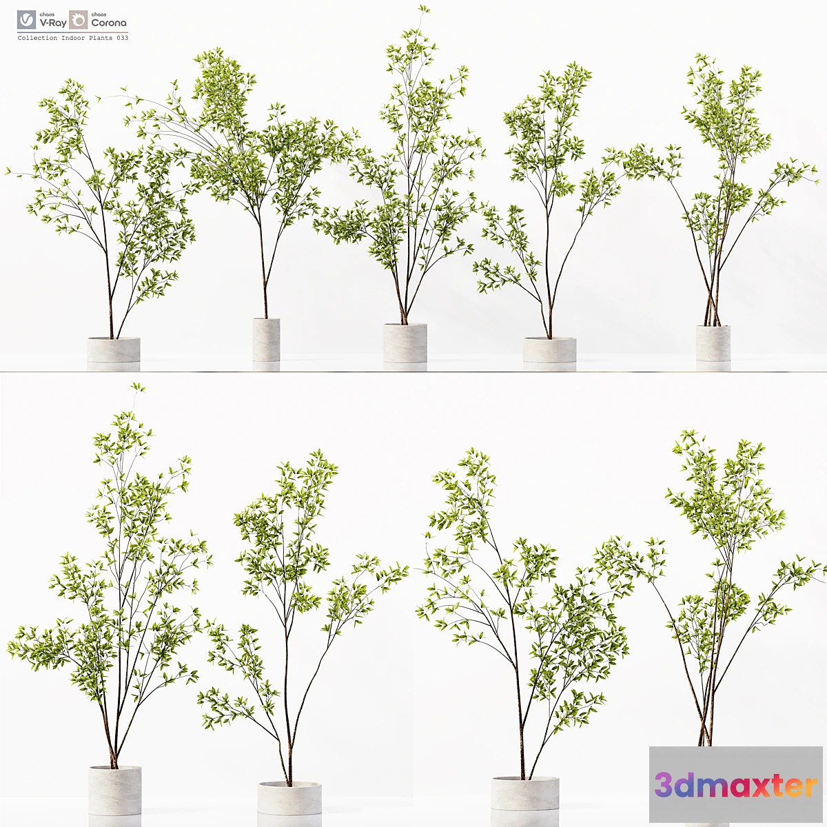 687714 - Collection Indoor Plants 033