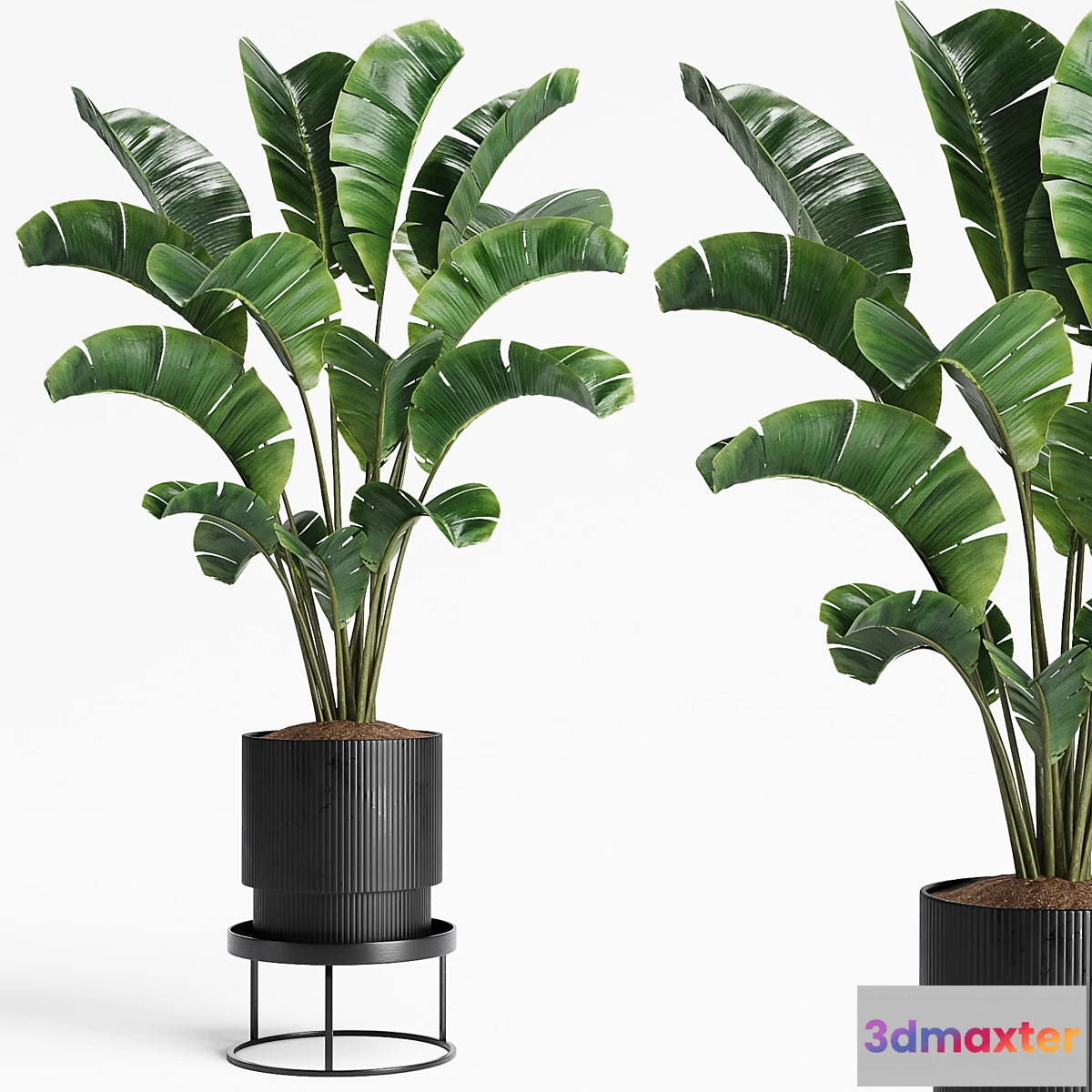 687722 - Indoor Plants 15