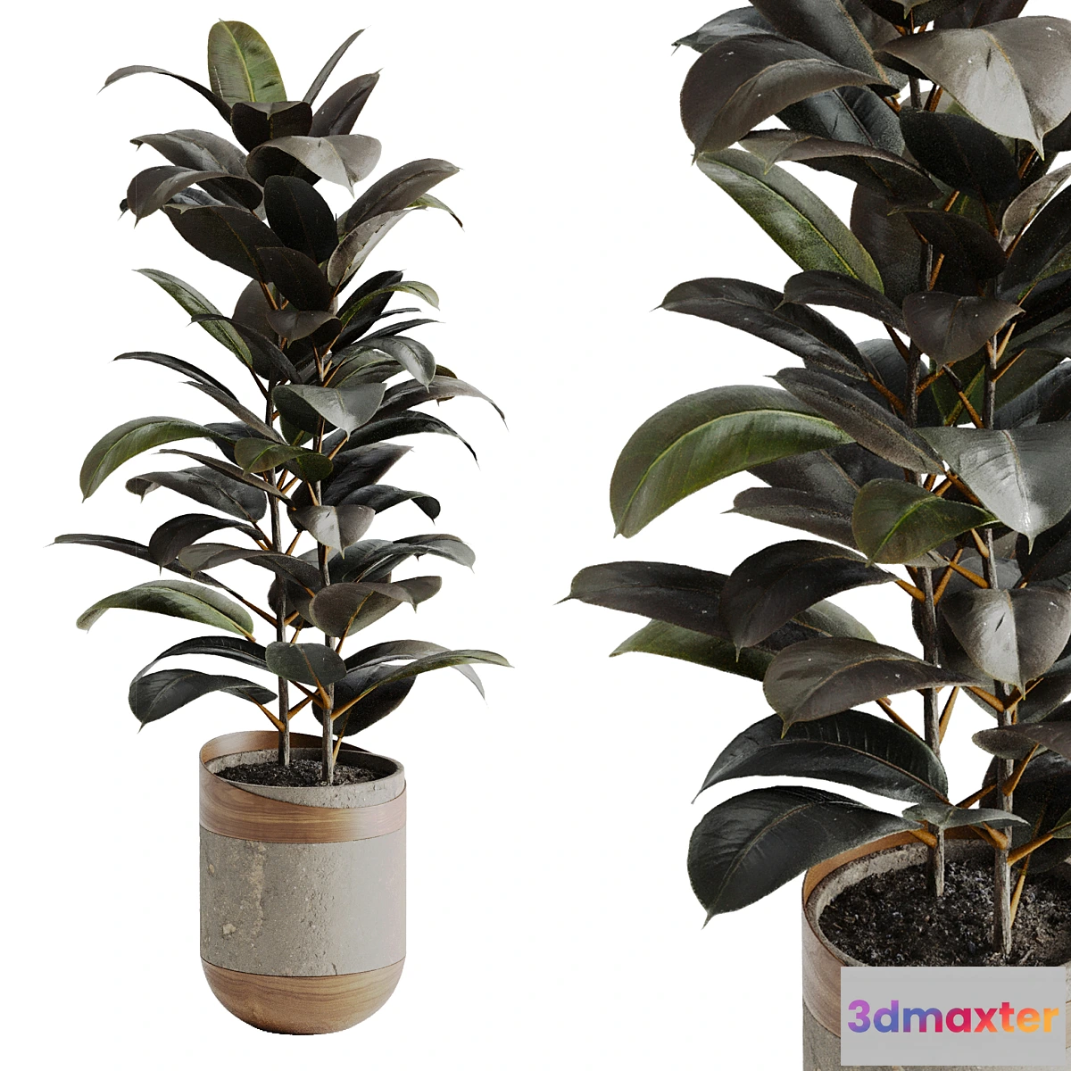 687730 - Ficus Elastica Black
