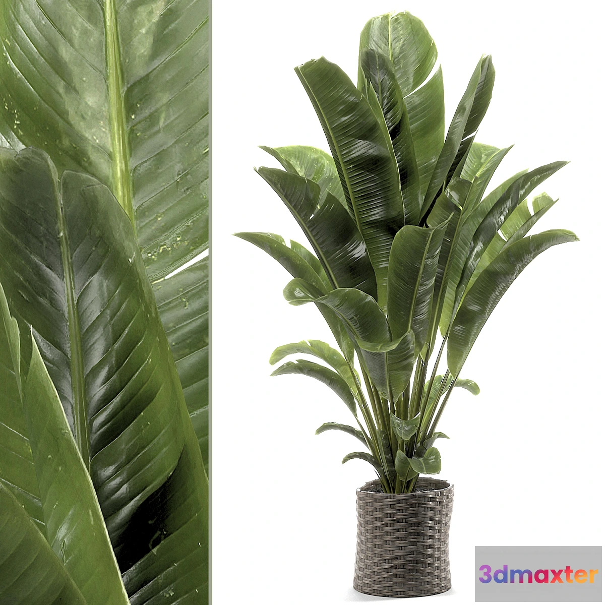 687788 - banana plant 012