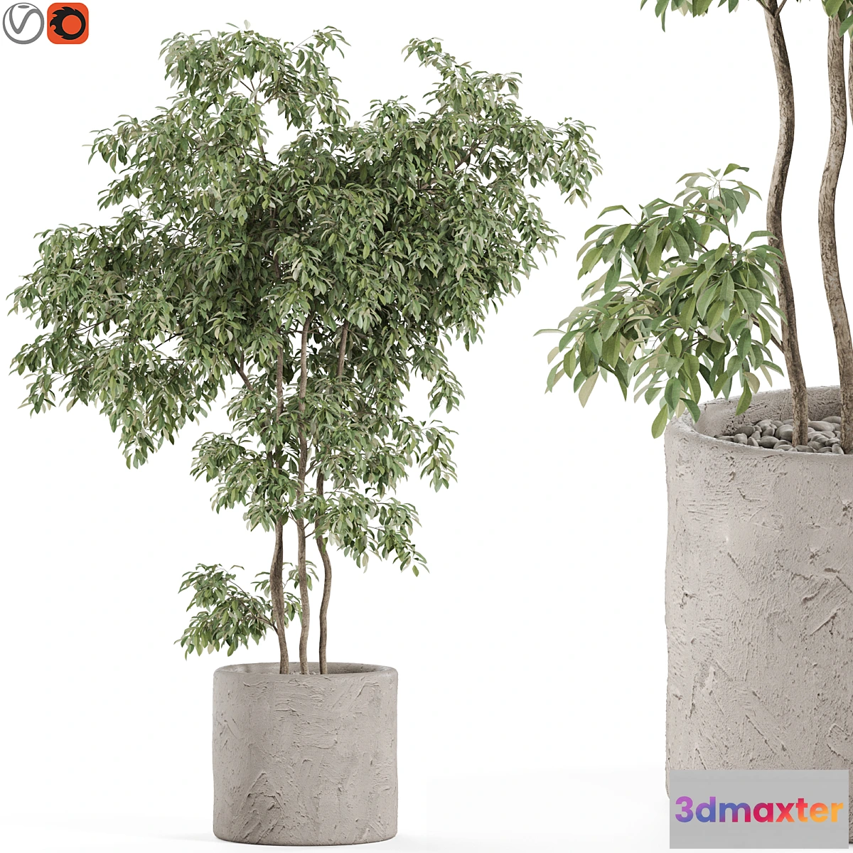 687804 - Plants collection 964