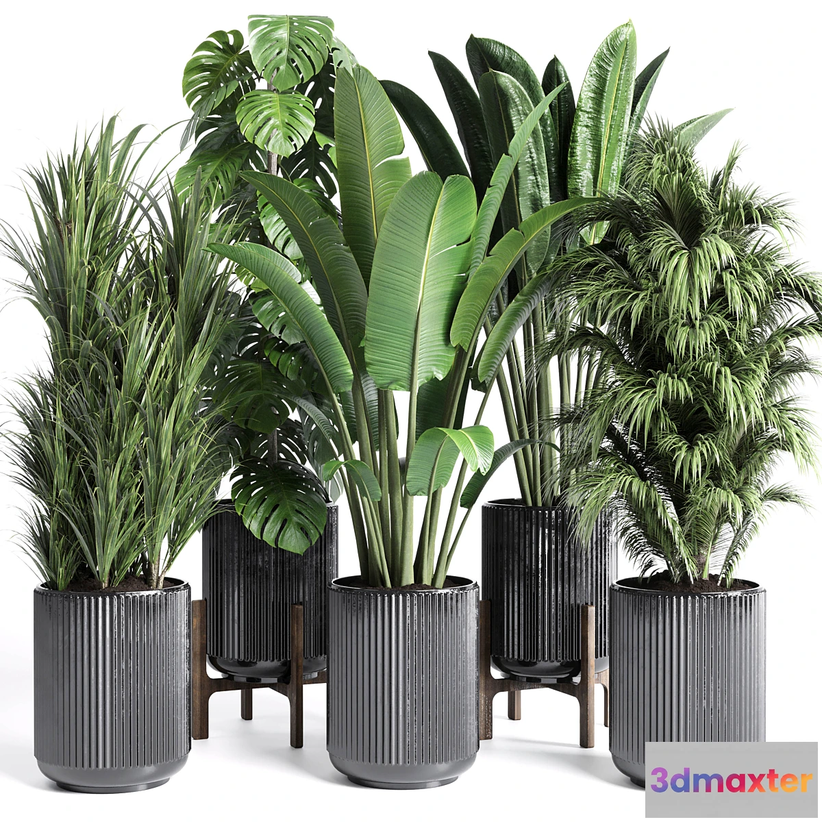 687830 - Collection indoor plant 201 plant