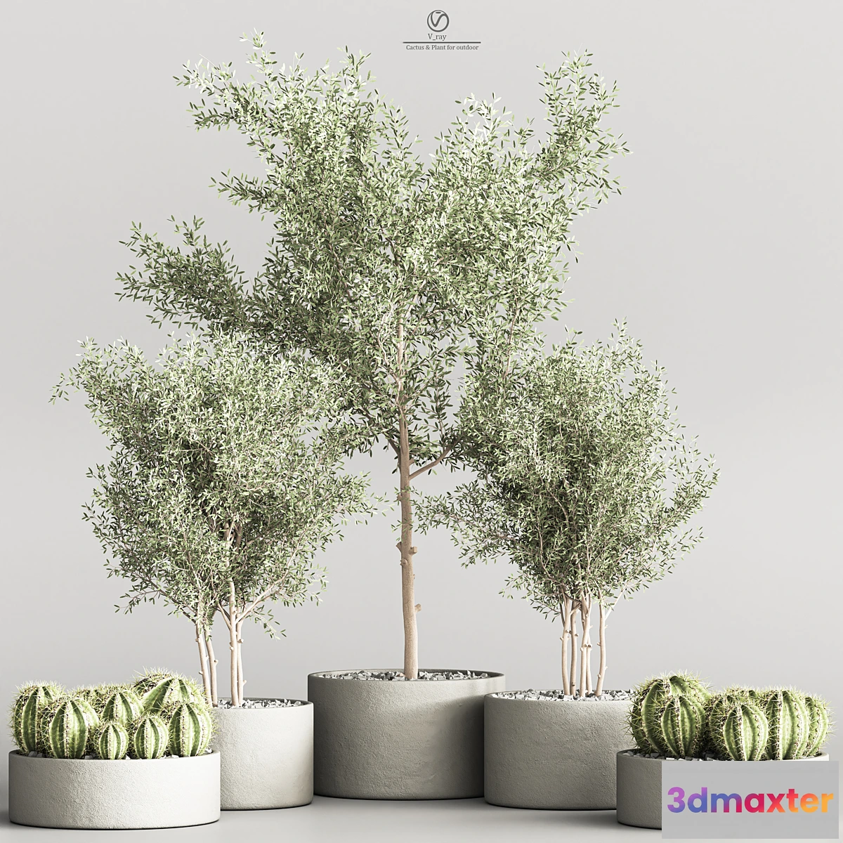 687860 - Cactus & Plant indoor vray