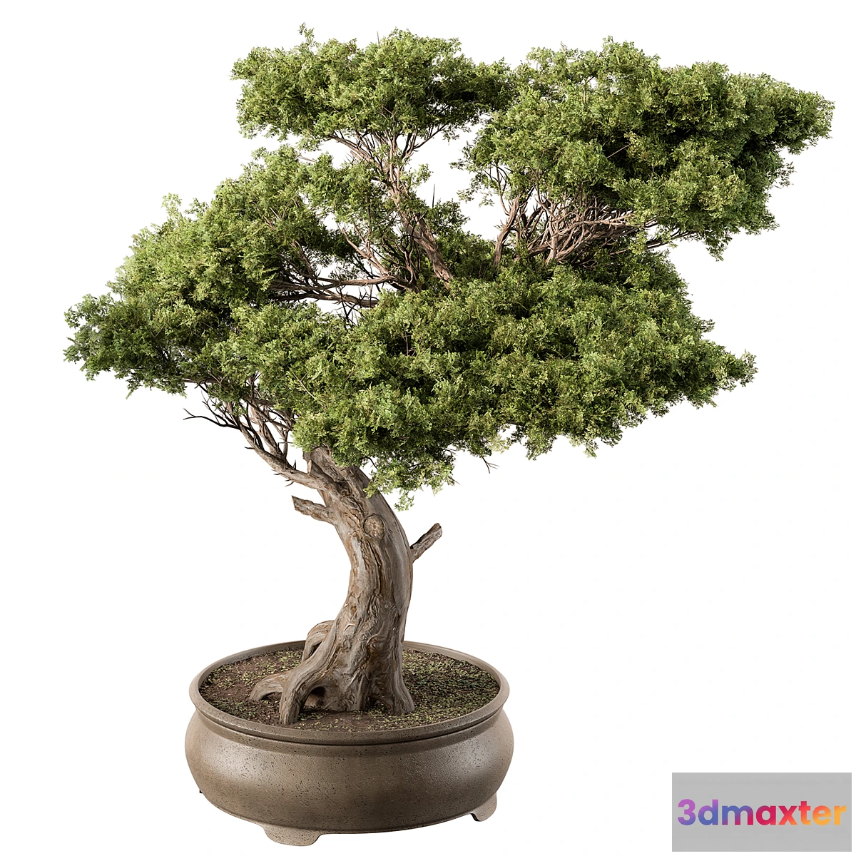 687884 - indoor Plant 451 - Bonsai Plant - No.2