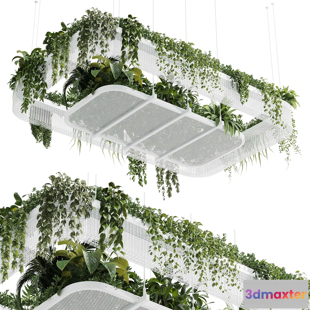 687892 - Hanging plants - indoor plant 323 vray