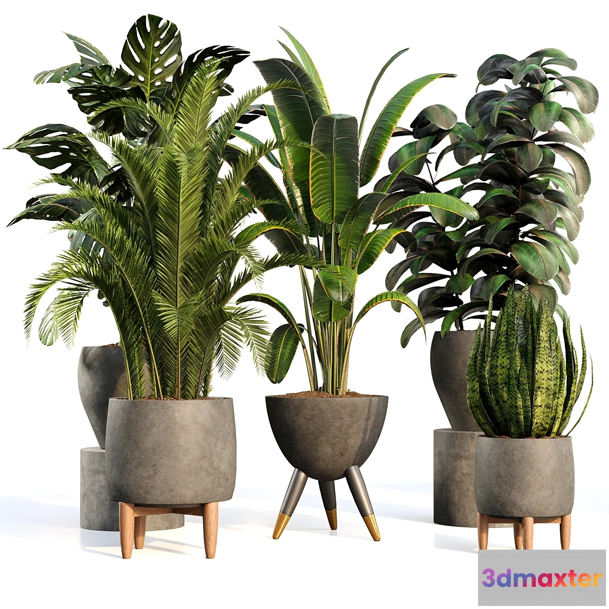 687902 - bamboo-Censoria-Indoor plant set 01