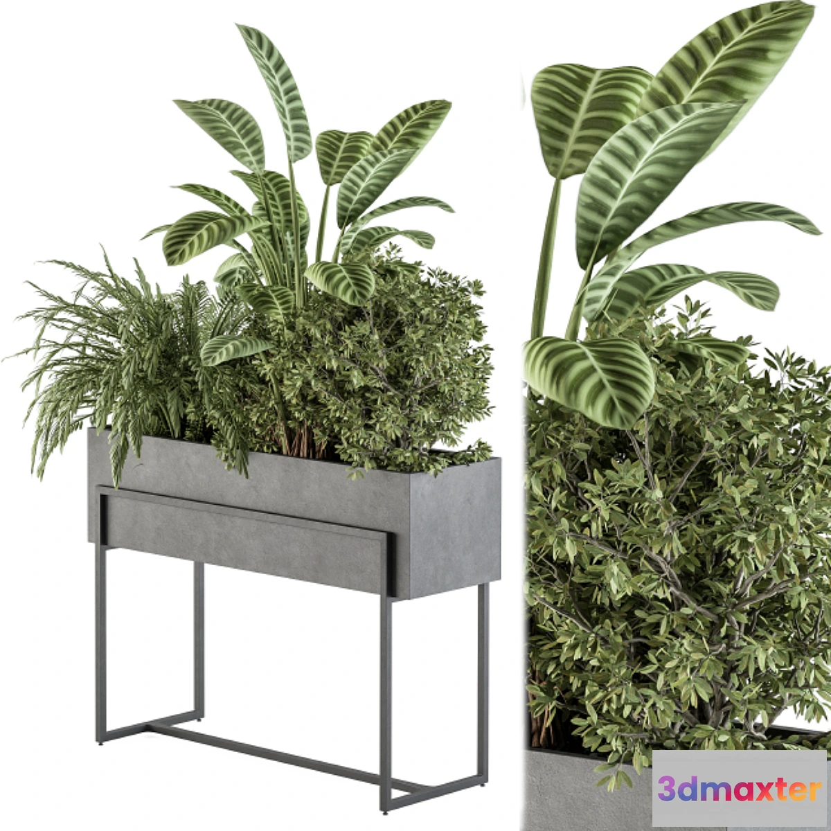 687904 - indoor Plant Set 321 - Plant Set in Black Box