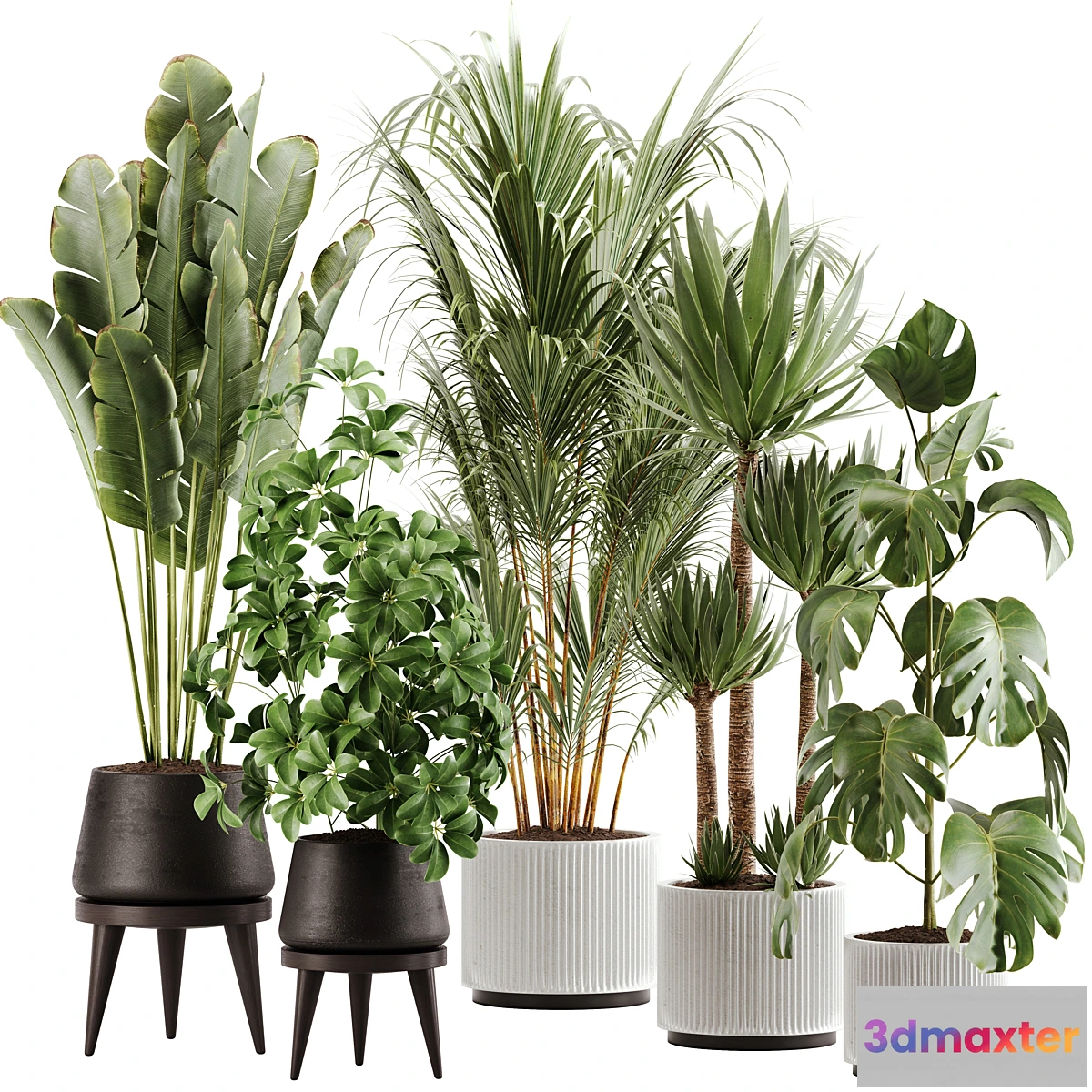 687928 - indoor plant Set 13