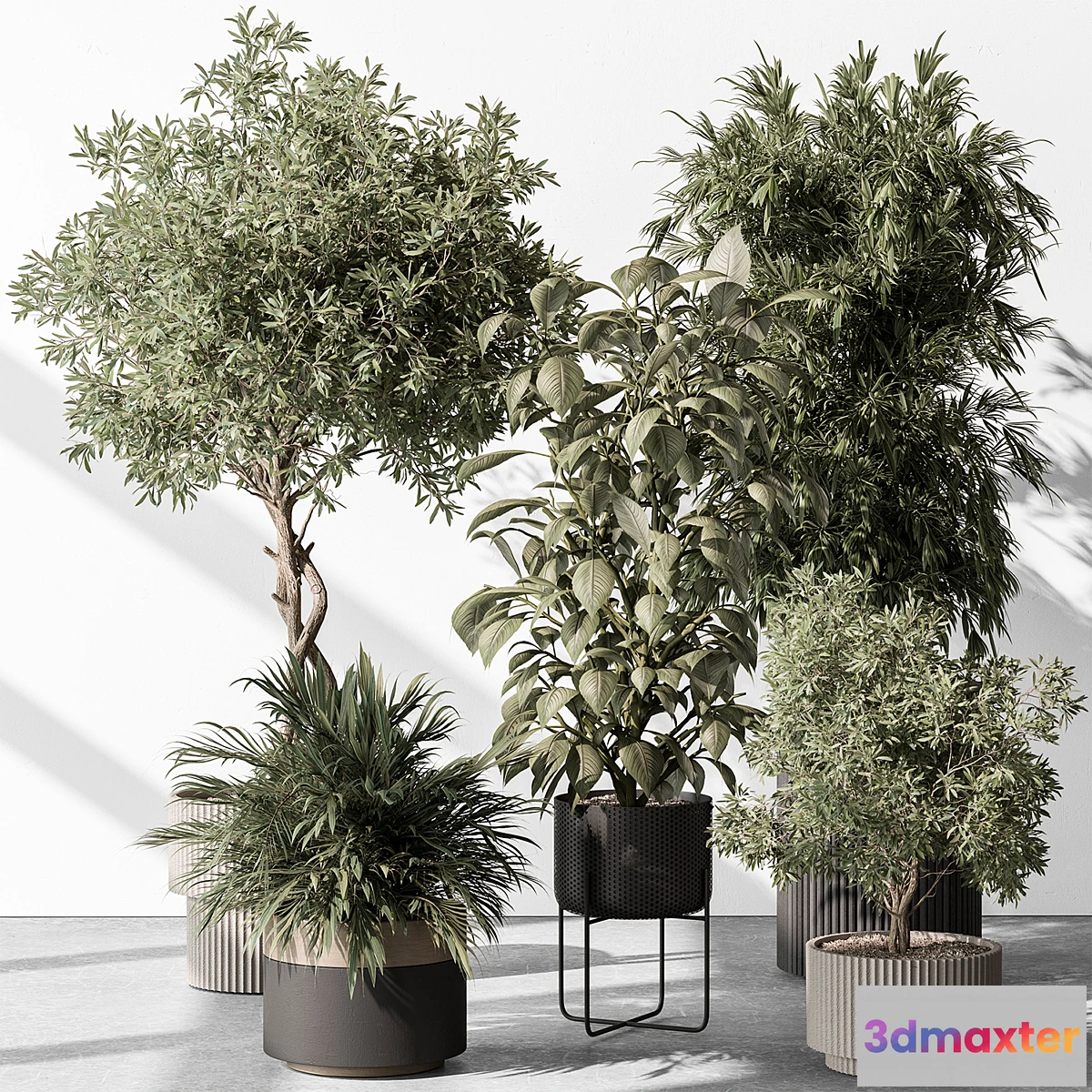 687944 - Indoor Plant 531 -Tree in Pot