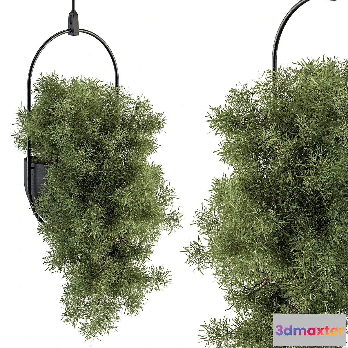 687960 - indoor Plant Set 396 - Hanging Plants