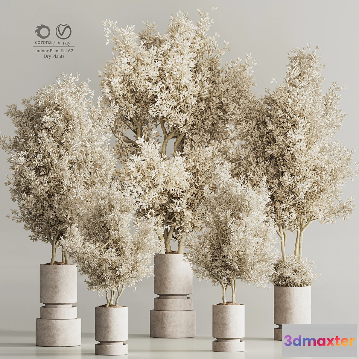 687964 - Indoor Plant Set 62 Dry Plants