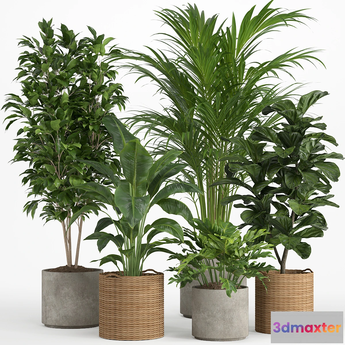 687978 - indoor plant set 014