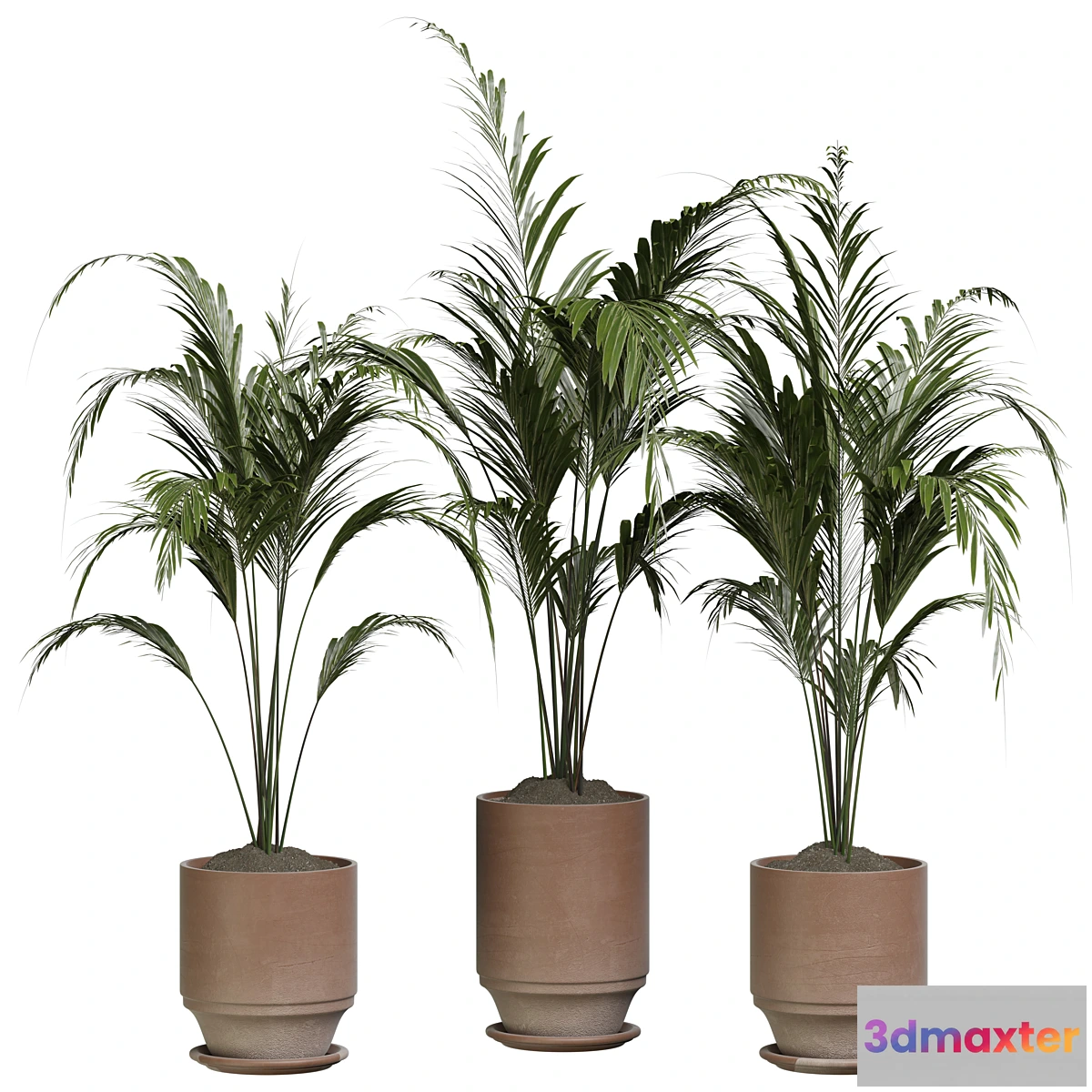 687982 - indoor Plant 286