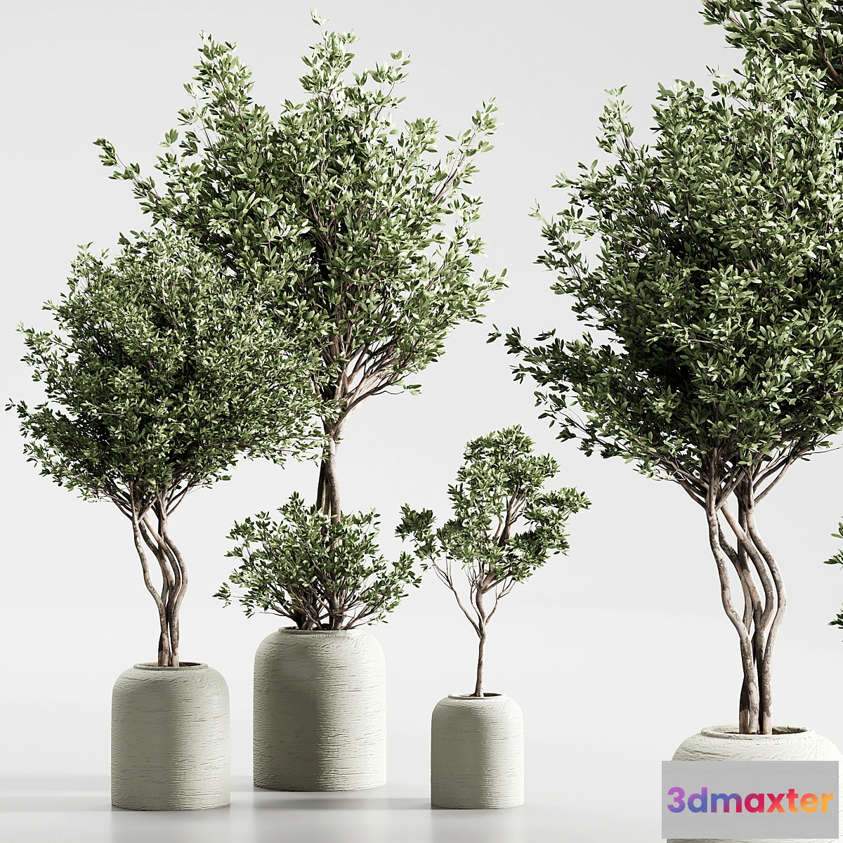 688046 - Indoor Plant 09