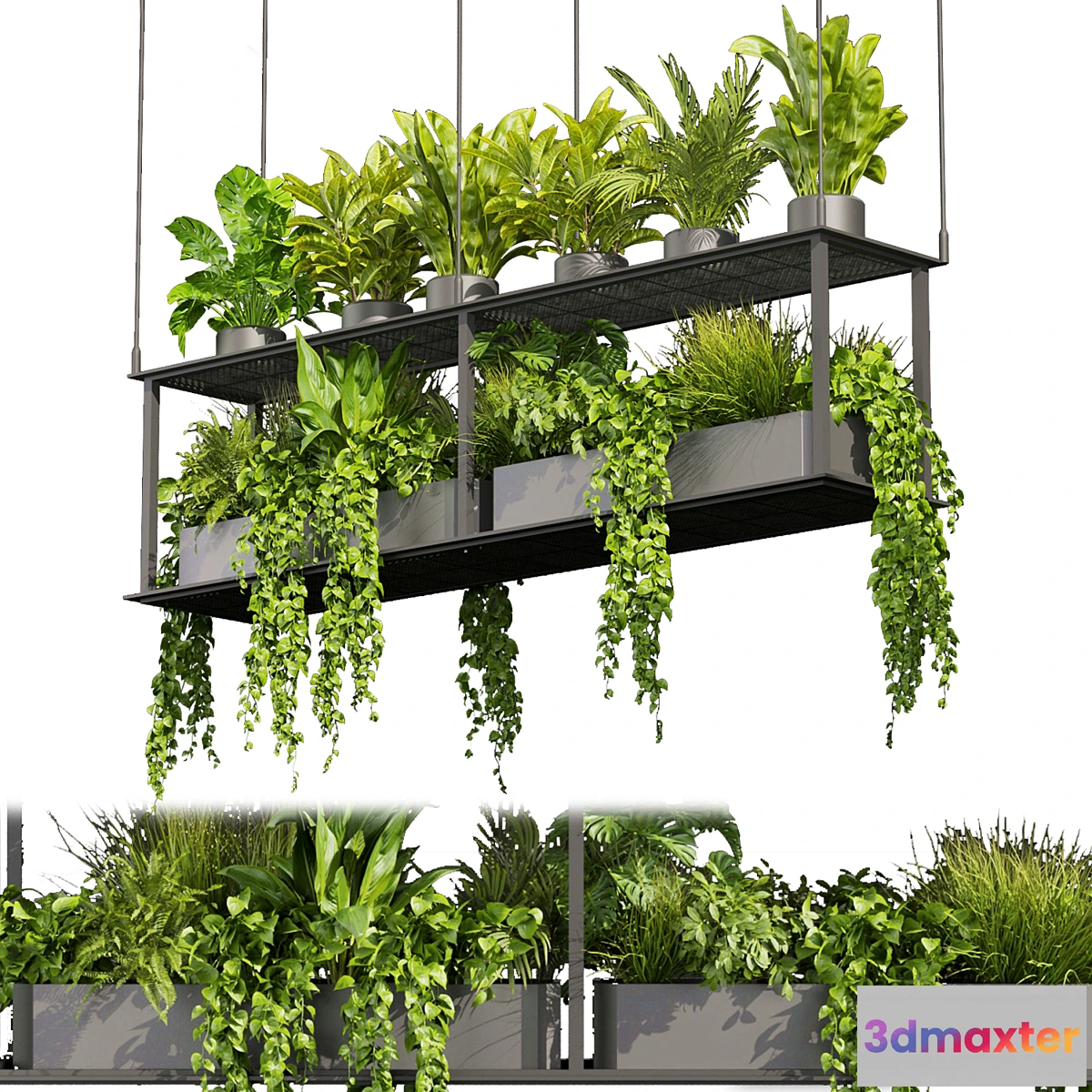 688052 - Collection plant vol 439 - hanging - ampelous - palm - - pothos