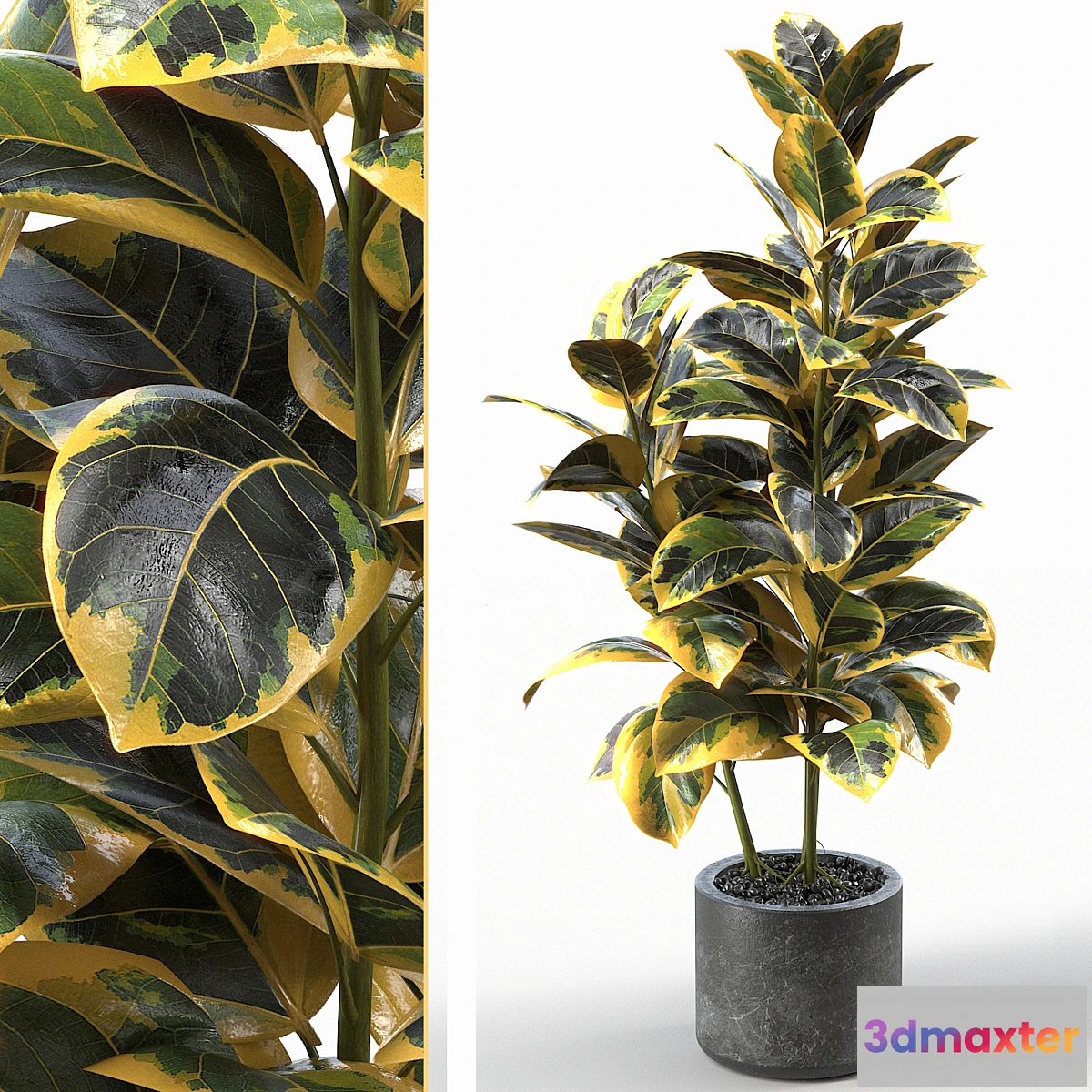 688080 - Rubber Tree 004 - No.2