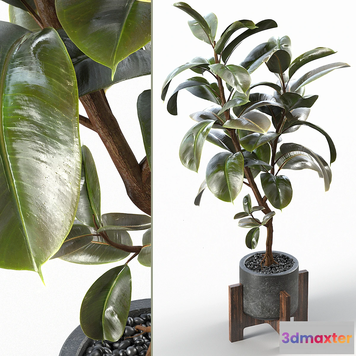 688082 - Rubber Tree 004 - No.3