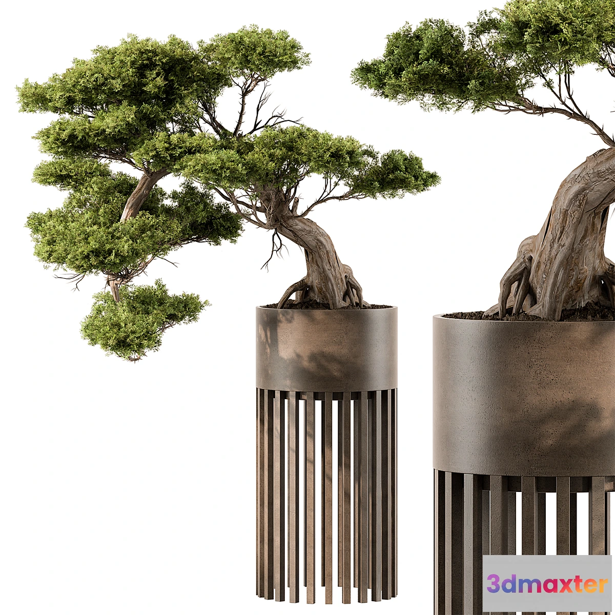 688152 - indoor Plant 455 - Bonsai Plant - No.2