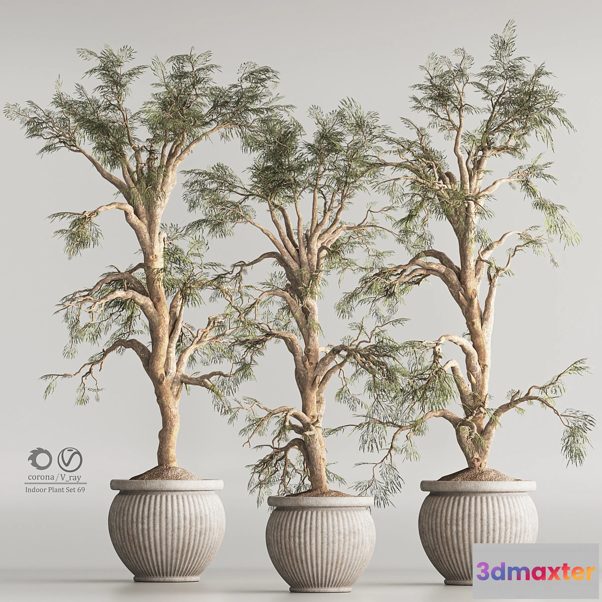 688158 - Indoor Plant Set 69 - No.2