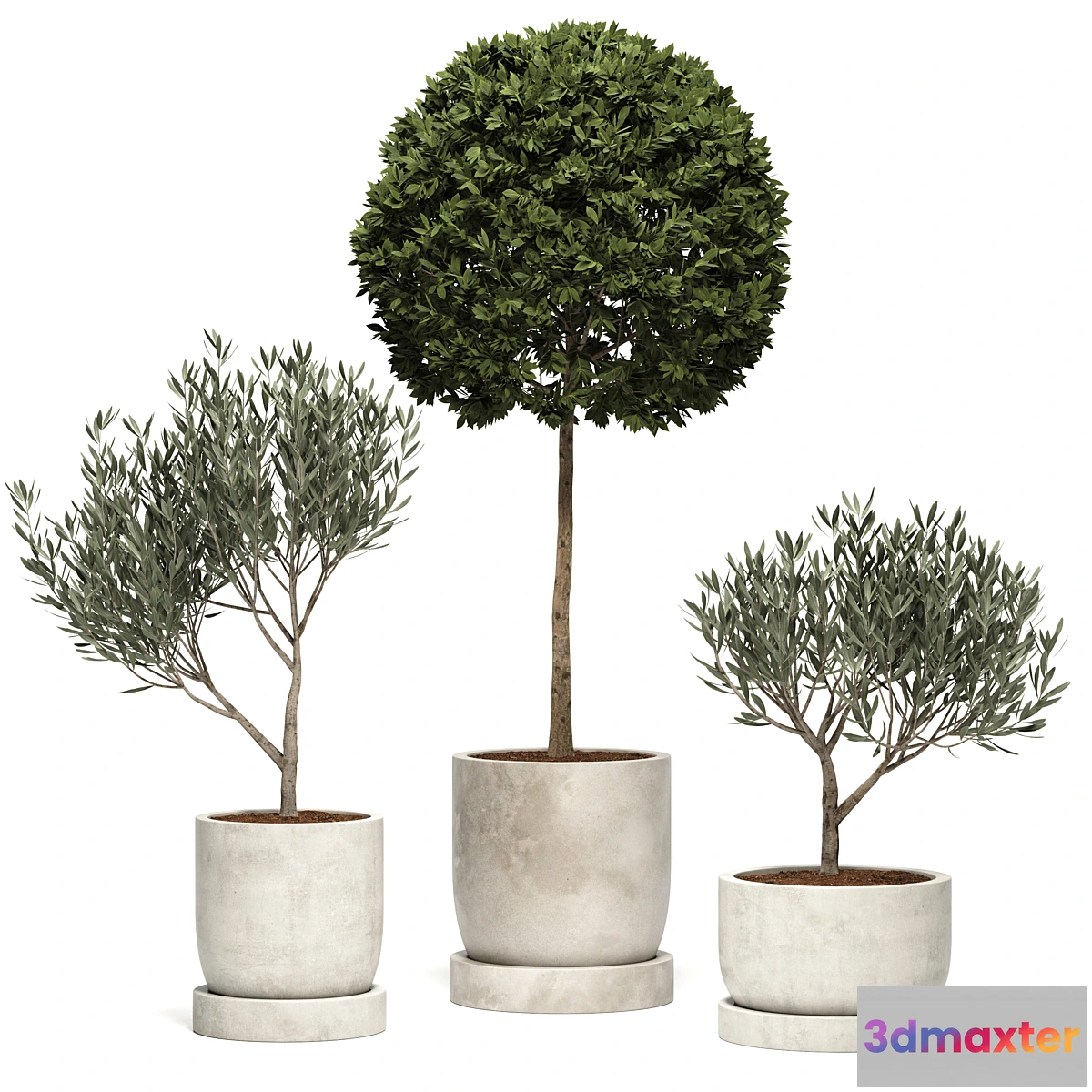 688166 - Ramin_Tree_01