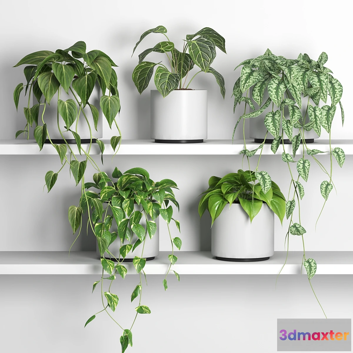 688168 - plants on shelf 04