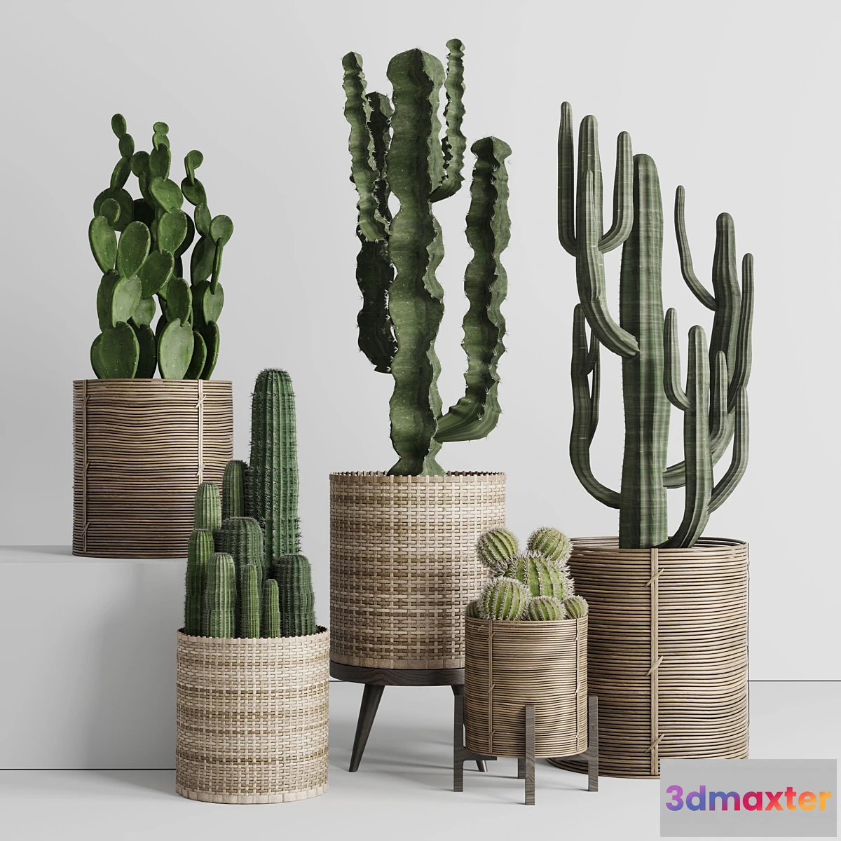 688188 - Cactus in basket