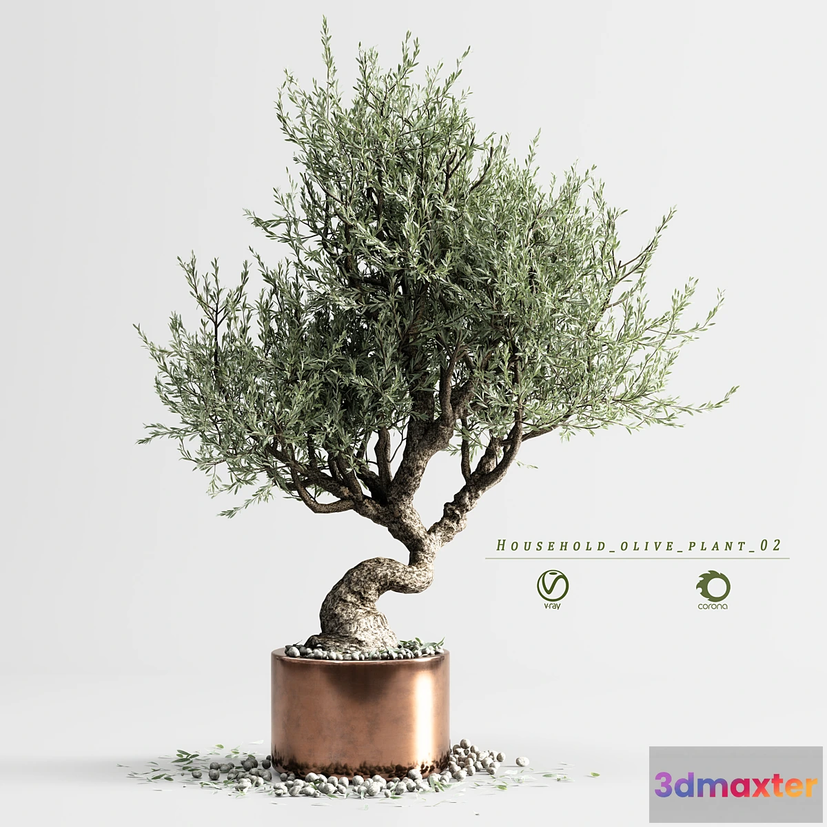 688196 - household olive plant 02