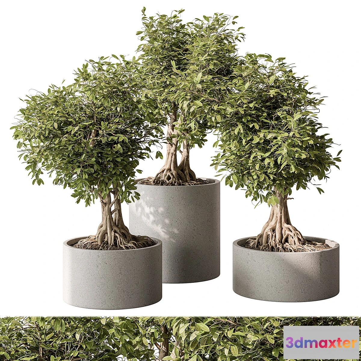 688206 - indoor Plant Set 440 - Bonsai