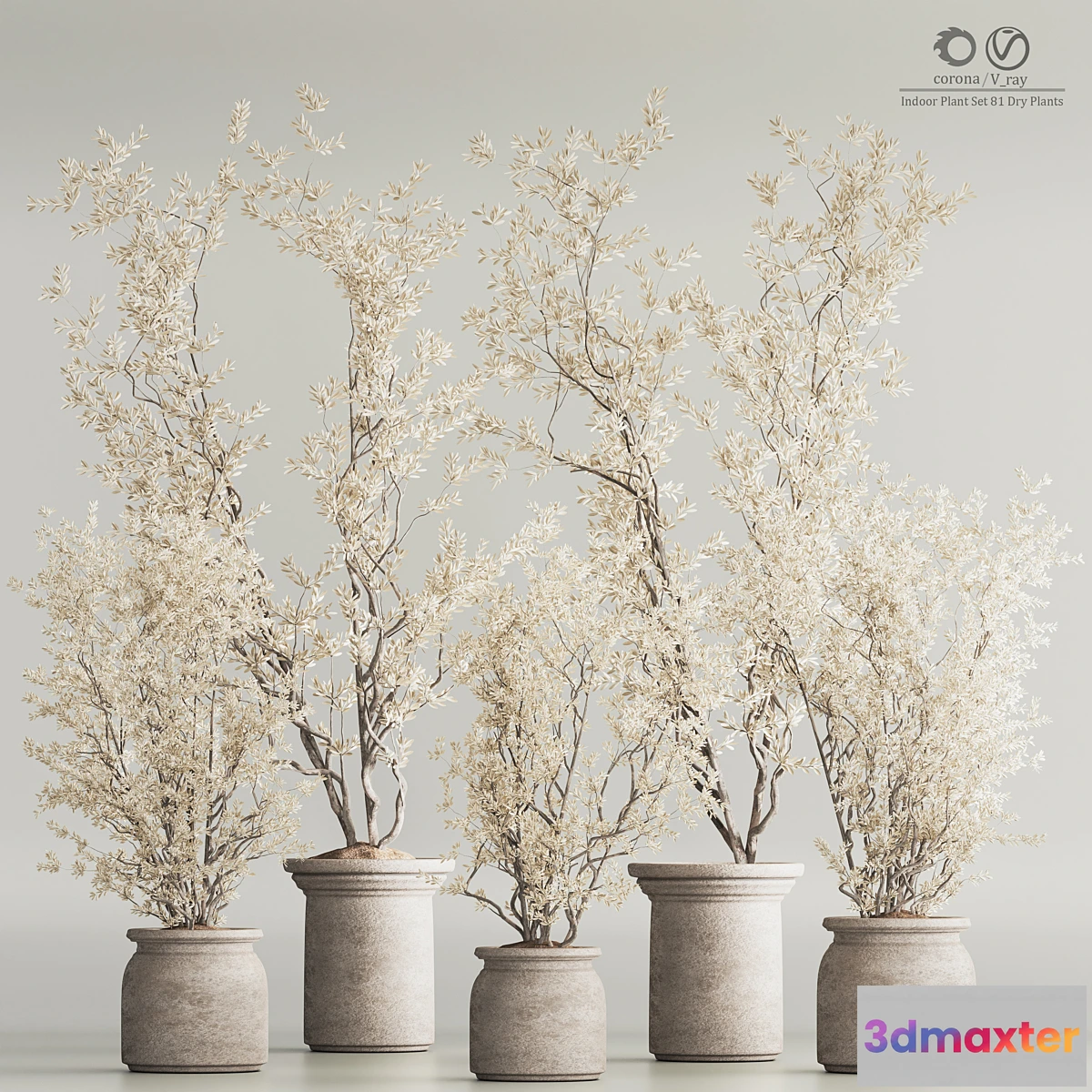 688210 - Indoor Plant Set 81 Dry Plants