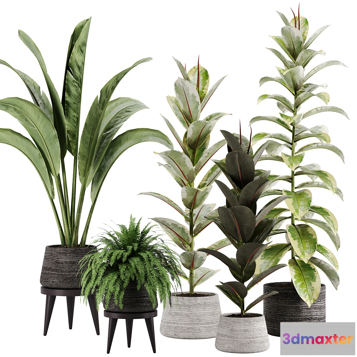 688214 - indoor plant Set 12