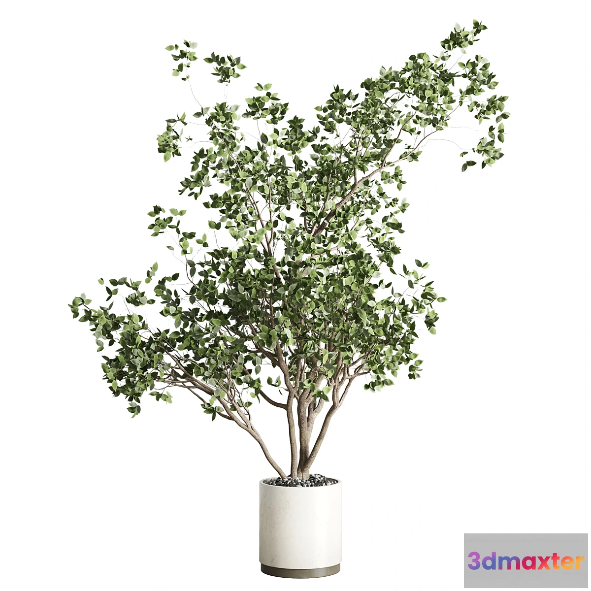 688232 - ficus benjamin tree and concrete pot 246