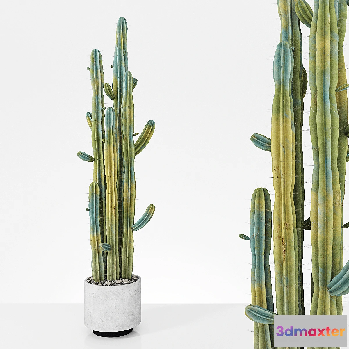 713702 - Plant 6 - No.2