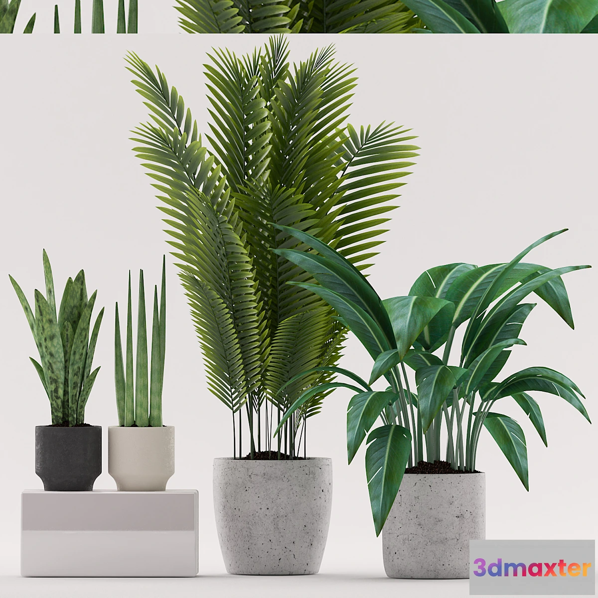 713718 - Plants 101 - No.2