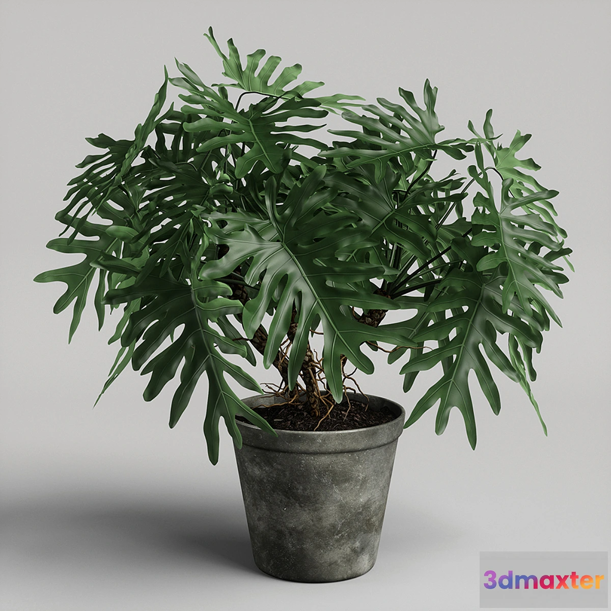 713724 - philodendron plant - No.2