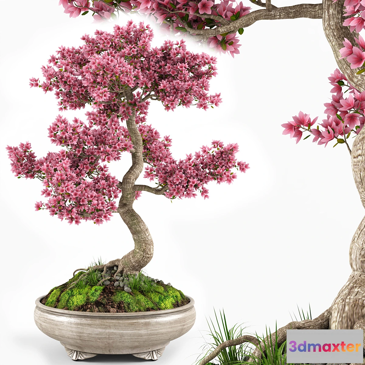 713800 - Sakura bonsai tree - No.2